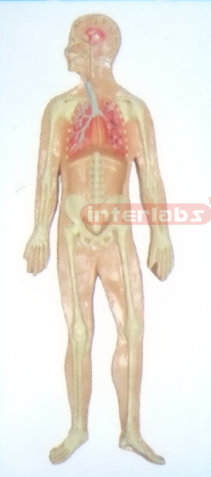 SMALL HUMAN SKELETON RESPIRATORY SYSTEM MODEL